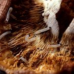 Fungus Gnat Larvae inside the gills of a mushroom cap.
