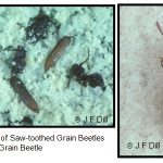 Grain Beetles