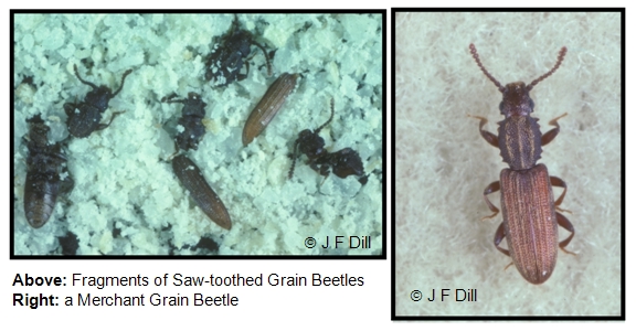 Two photos: first one shows various fragments of dead Saw-toothed Grain Beetles found in some flour, and the 2nd image is of a fully intact Merchant Grain Beetle.