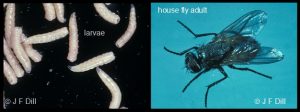 Photo showing a House fly adult as well as an adjoined photo that shows several house fly larvae