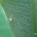 Monarch caterpillar egg on a milkweed leaf