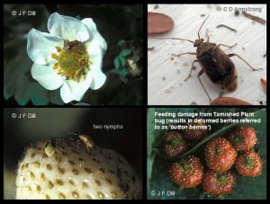 Variety of images related to Tarnished Plant Bug (three of the images are specific to the damage they inflict upon strawberries)