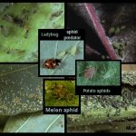 photo comprised of several different images of different kinds of aphids