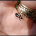 a Common Asparagus Beetle