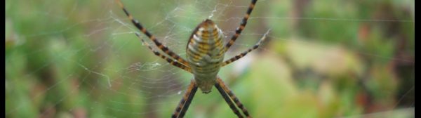 a Banded Garden Spider (Banded Argiope) (harmless)