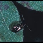 a Blueberry Flea Beetle