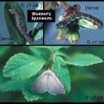 Blueberry Spanworm - both moth and caterpillar stages are shown