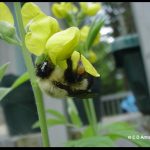 a Bumblebee visiting a Birdsfoot Trefoil flower