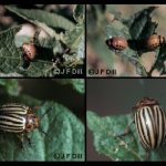 Colorado Potato Beetle - 4 different images together