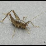 picture of a Camel Cricket