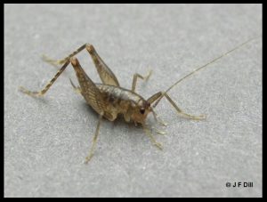 picture of a Camel Cricket