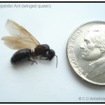 Carpenter Ant Queen - winged stage