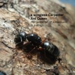 Carpenter Ant Queen - wingless stage