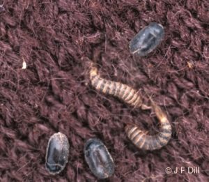 Carpet Beetles and Carpet Beetle larvae