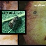 Codling Moth (apple pest) (Click to see the moth and also feeding injury)