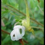 Photo of a crab spider on a cranberry blossom