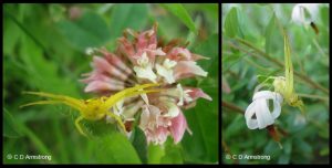 Two examples of a crab spider - 2 photos side by side