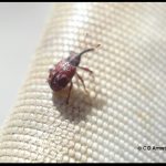 a Cranberry Weevil adult on the rim of a 12"-diameter sweep net