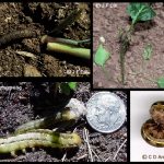 Cutworms - several different specimens
