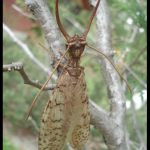 Photo of a female dobsonfly resting on a tree branch