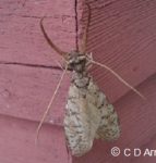 two images, together, showing a Dobsonfly