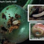 images of a European Apple Sawfly larva