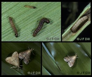 European Corn Borer - larvae and adults