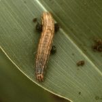 Fall Armyworm Caterpillar on a corn leaf