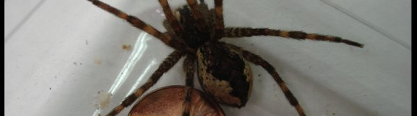 A Fishing Spider (female)