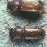 pair of Flour Beetles (Broad-Horned)