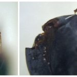 two separate images of a Fruit Fly, on a mirror, and on a Concord grape