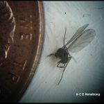closeup photo of a Fungus gnat (about 1/4 of a U.S. penny is in the field of view as well, for scale purposes)