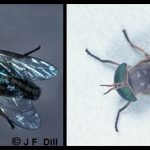 Combination of two photos; each photo is a closeup image of a Horse Fly