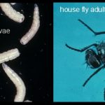 House Fly - larvae and an adult