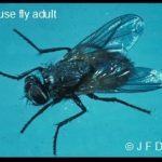 photo of a House Fly