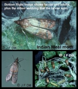 Photo of Indian Meal Moths