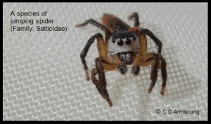A species of Jumping Spider