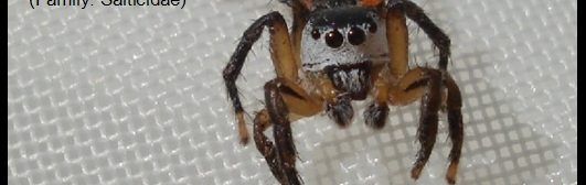 A species of Jumping Spider