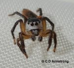 Fairly closeup photo of a species of Jumping spider