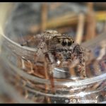 Photo of a species of Jumping Spider