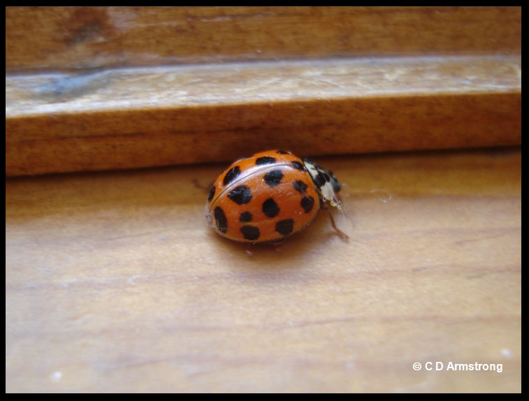 Multicolored Asian Lady Beetle - Home and Garden IPM from Cooperative  Extension - University of Maine Cooperative Extension