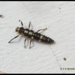 a ladybug larva