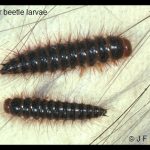 pair of Larder Beetle Larvae