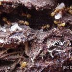 Larger Yellow Ants outdoors under a rotting log (These belong to a genus that is also known collectively as Citranella Ants)