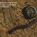 Millipedes (an 'Occasional Invader')