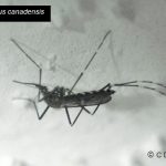 a Mosquito - this one happens to be Ochlerotatus canadensis