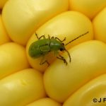 Northern Corn Rootworm beetle - very good view