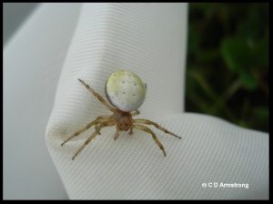 Sixspotted Orbweaver spider