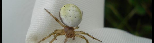 Sixspotted Orbweaver spider