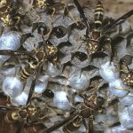 Guinea Paper Wasps (Polistes exclamans) resting on their nest and guarding it